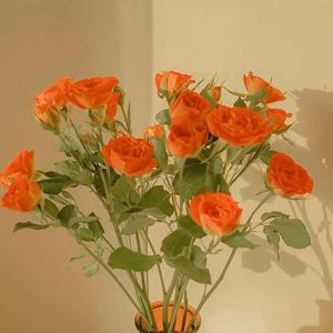 至强成人激情影院
